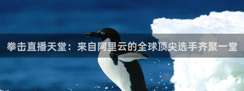 五星体育许玥：拳击直播天堂：来自阿里云的全球顶尖选手齐聚一堂